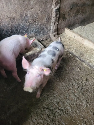 porci de vanzare. - imagine 4