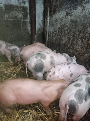 Vand purcei rasa Pietran si Duroc  - imagine 3