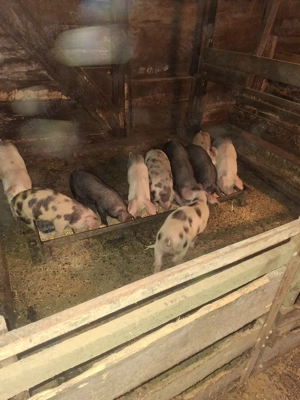 vinzareporci - imagine 2