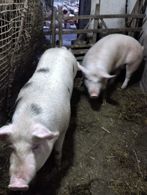 Porc de vanzare - imagine 4