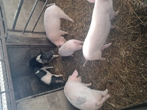 Vand soldani in beltiug 