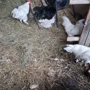 Vând 10 cocoși  - imagine 2