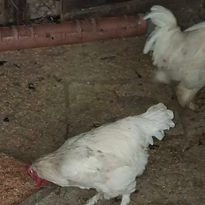 Vând 10 cocoși  - imagine 3