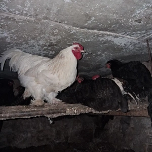 Vând 10 cocoși  - imagine 5