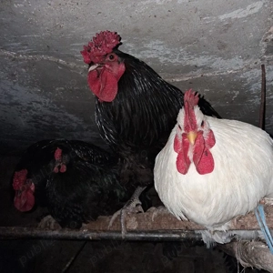 Vând 10 cocoși  - imagine 4