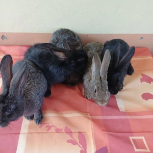 vând iepuri  - imagine 4