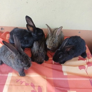 vând iepuri  - imagine 2