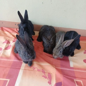 vând iepuri  - imagine 3