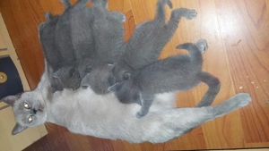 Pui British shorthair 