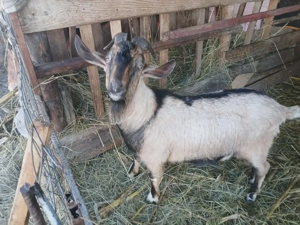 Se vand ,pentru.tinut sau sacrificat. - imagine 3