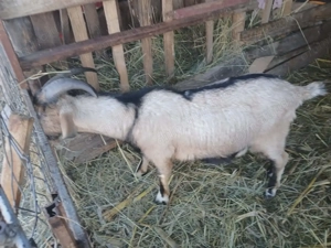 Se vand ,pentru.tinut sau sacrificat. - imagine 4