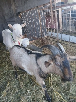 Vand tap.alpin de 11 luni 