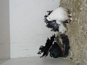 Porumbei voltati curcani - imagine 2