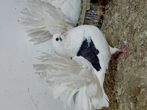 Porumbei voltati curcani - imagine 4