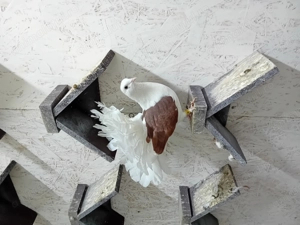 Porumbei voltati curcani