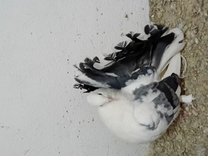 Porumbei voltati curcani - imagine 3