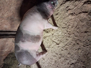 Scroafa gestanta si o scrofita duroc