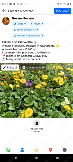 Primole de vânzare direct producător 