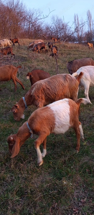 vând un țap superb,rasa carpatină românească - imagine 2