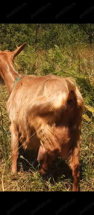 vând un țap superb,rasa carpatină românească