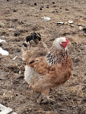 Oua Brahma de incubat