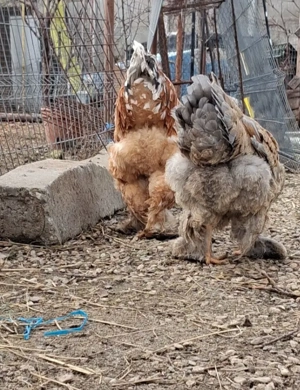 Oua Brahma de incubat - imagine 2