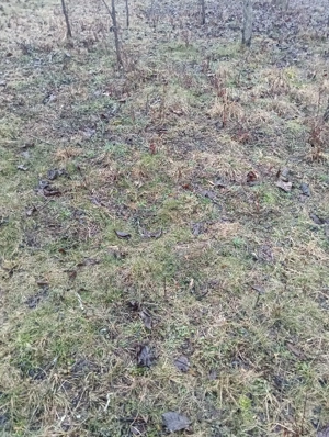 Vand urgent teren intravilan 1500 metri pătrați pret negociabil  - imagine 3