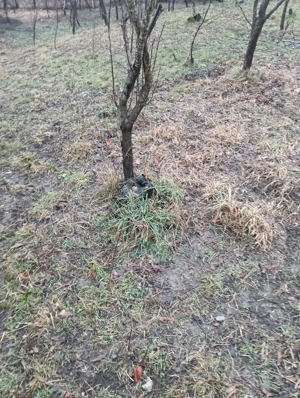 Vand urgent teren intravilan 1500 metri pătrați pret negociabil  - imagine 2