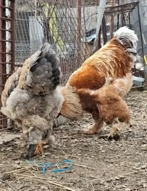 Oua Brahma de incubat - imagine 4