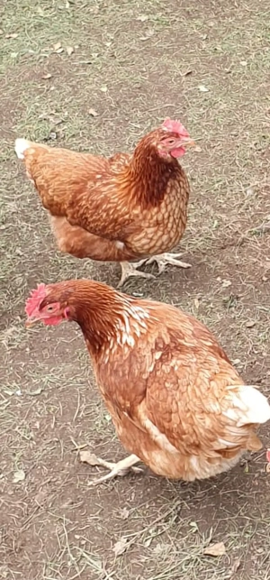 Vând 100 de găini ouătoare - imagine 2