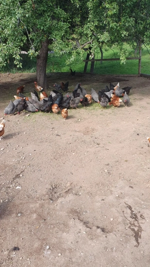 Vând 100 de găini ouătoare - imagine 3