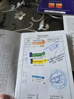 De vânzare, Pereche  Boxeri   - imagine 5