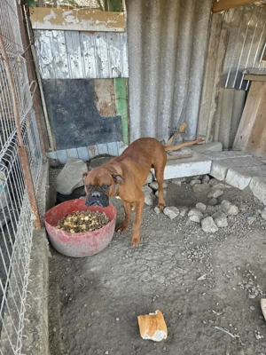 De vânzare, Pereche  Boxeri   - imagine 2