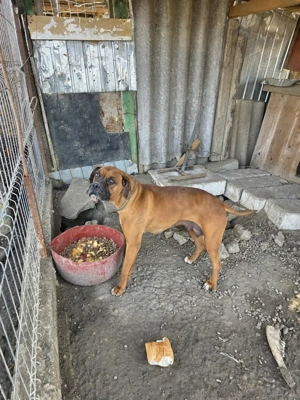 De vânzare, Pereche  Boxeri   - imagine 4