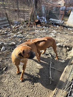 De vânzare, Pereche  Boxeri   - imagine 3