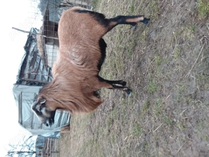 Berbec de camerun  - imagine 2