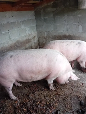 vand porci - imagine 2