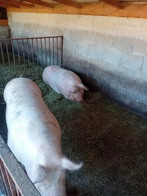 vand porci - imagine 3