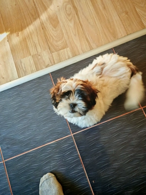 Vând puiuți shitzu - imagine 4