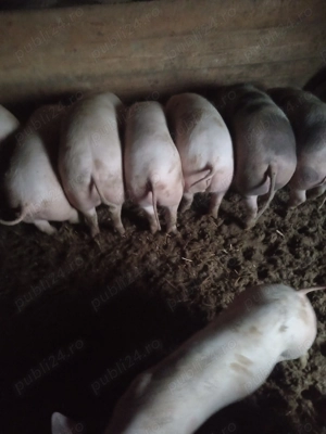 Soldani frumosi  - imagine 3