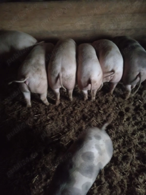 Soldani frumosi  - imagine 2