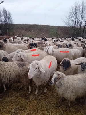 Vand berbeci tineri! - imagine 2