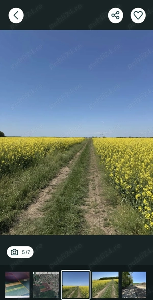 Teren Intravilan Dascalu Ilfov 13500 m2 - imagine 4