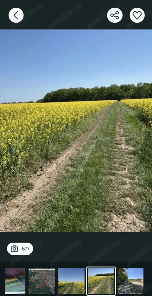 Teren Intravilan Dascalu Ilfov 13500 m2 - imagine 8