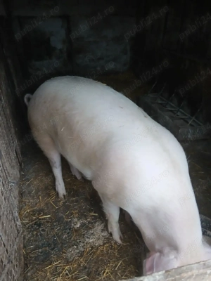 Vand porc marele alb cu landras