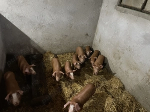 Purcei de vânzare - imagine 2