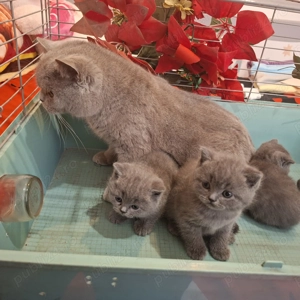 pui de pisica British Bluie Sorthair