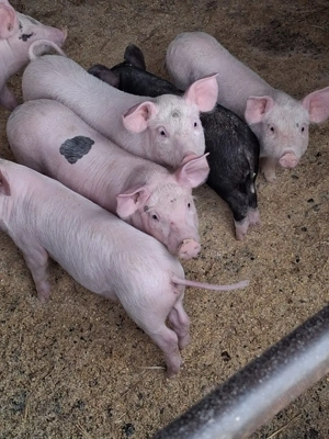 Vand purcei - imagine 5