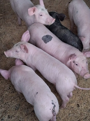 Vand purcei - imagine 4