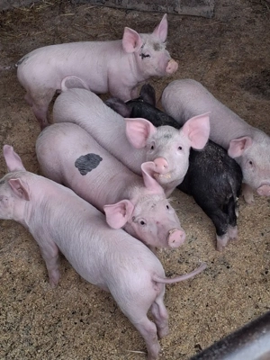 Vand purcei - imagine 2